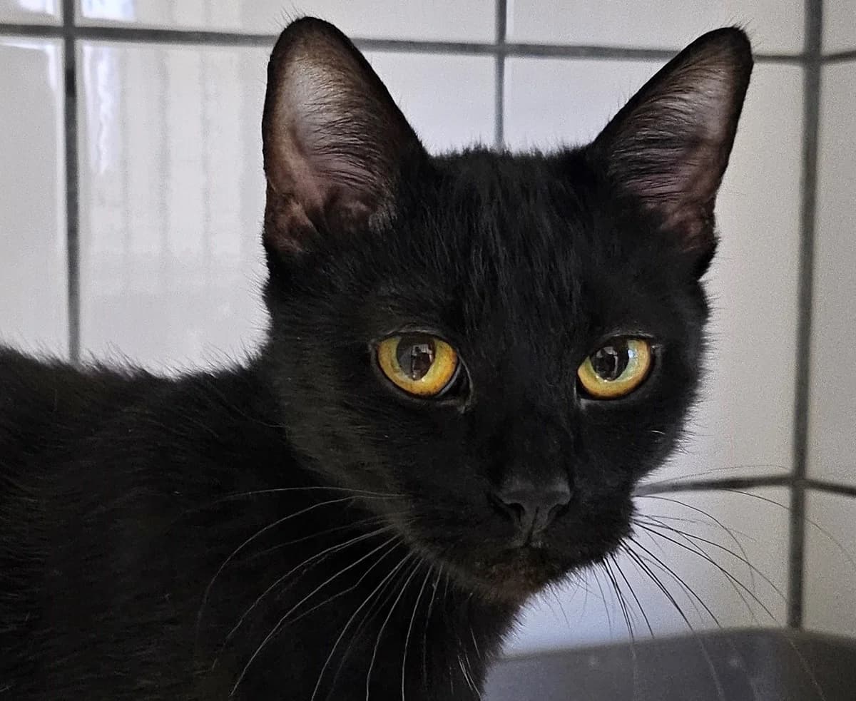 Tila (reserviert),  Mixed Breed for adoption at Tierheim Soest, Soest