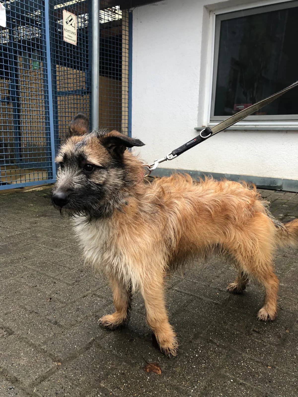 Rudi,  Mixed Breed for adoption at Tierheim Soest, Soest