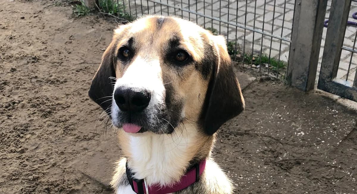 Gaya,  Mixed Breed for adoption at Tierheim Soest, Soest