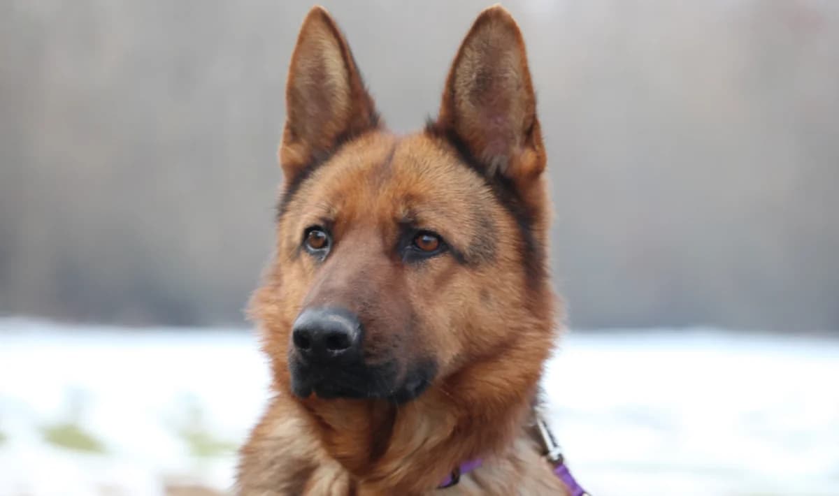 Fiene (reserviert),  Mixed Breed for adoption at Tierheim Soest, Soest