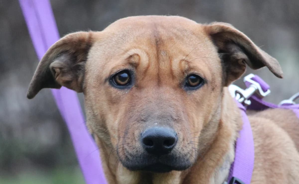 Leia (reserviert),  Mixed Breed for adoption at Tierheim Soest, Soest