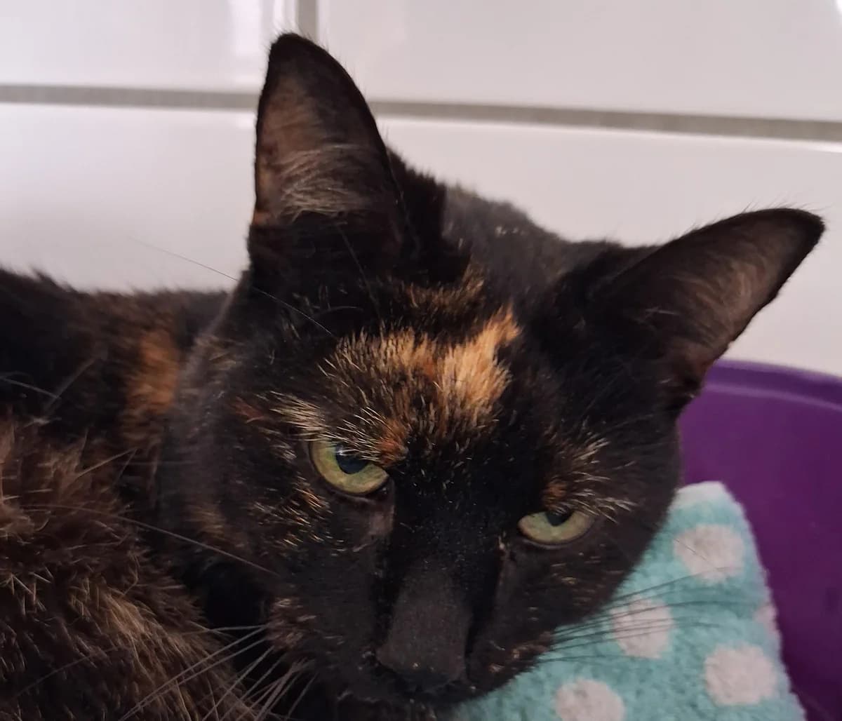 Hella,  Mixed Breed for adoption at Tierheim Soest, Soest