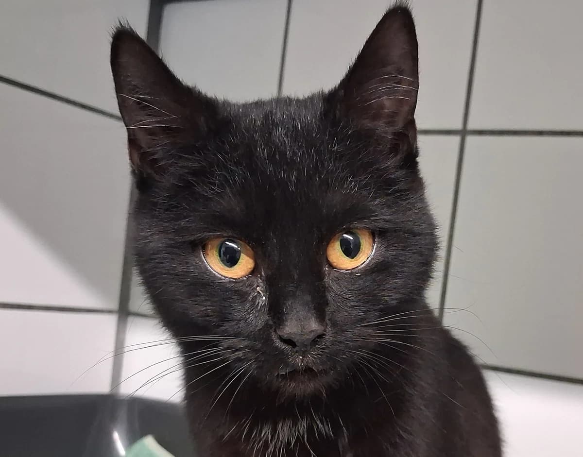 Soraya (reserviert),  Mixed Breed for adoption at Tierheim Soest, Soest