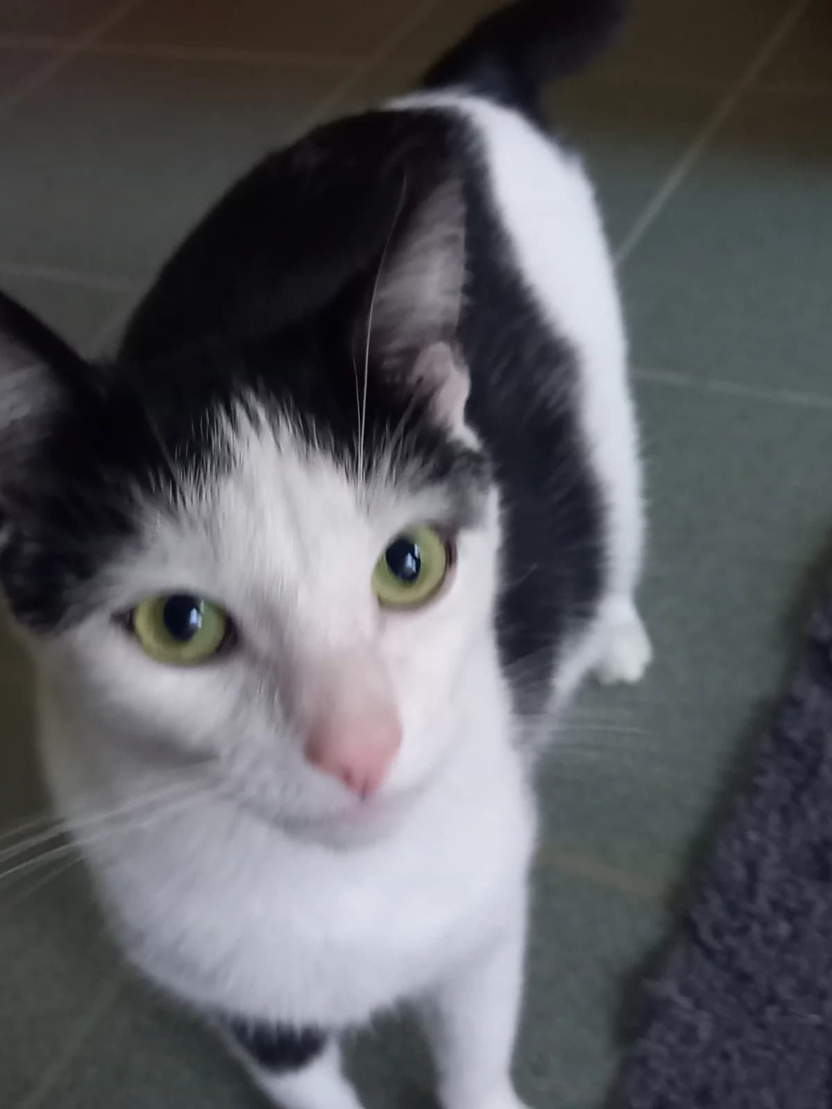 Shirin (reserviert),  Mixed Breed for adoption at Tierheim Soest, Soest