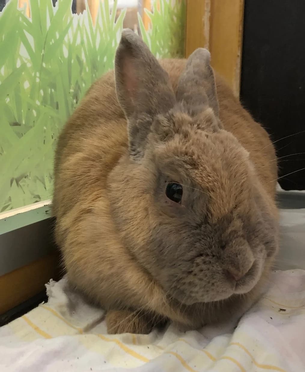 Hilla,  Mixed Breed for adoption at Tierheim Soest, Soest