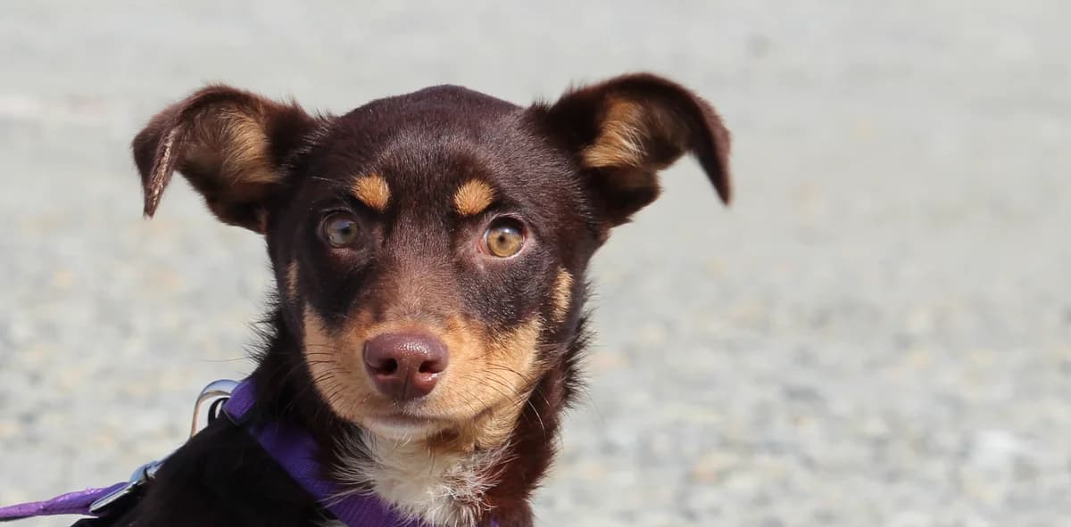 Mina,  Mixed Breed for adoption at Tierheim Soest, Soest