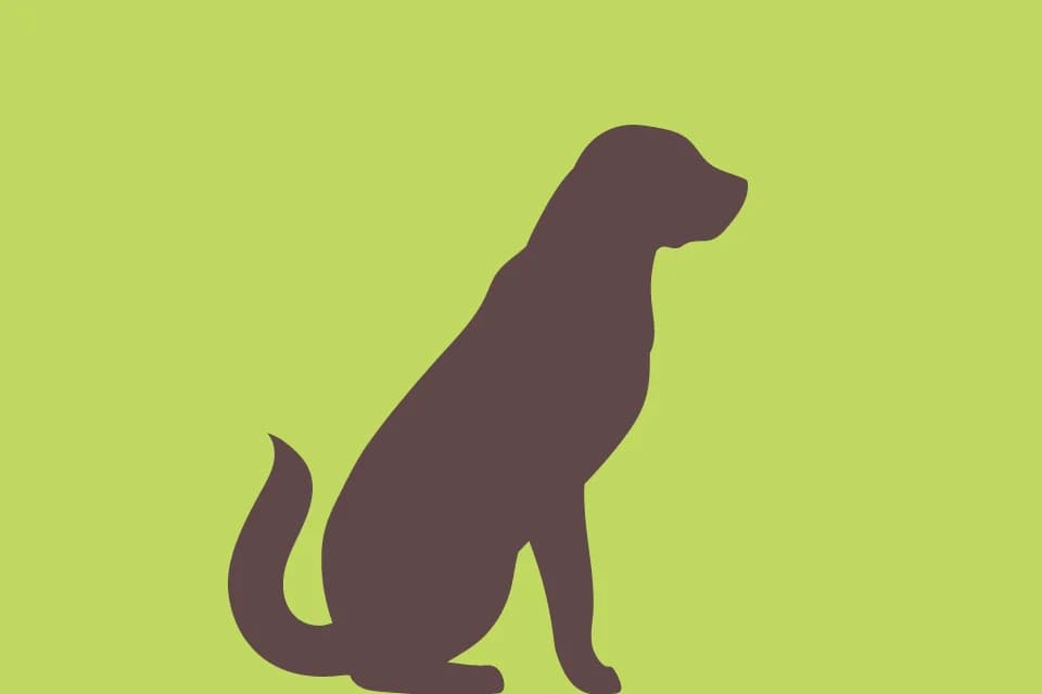 Malinois-Junghunde suchen ein Zuhause,  Mixed Breed for adoption at Tierheim Soest, Soest