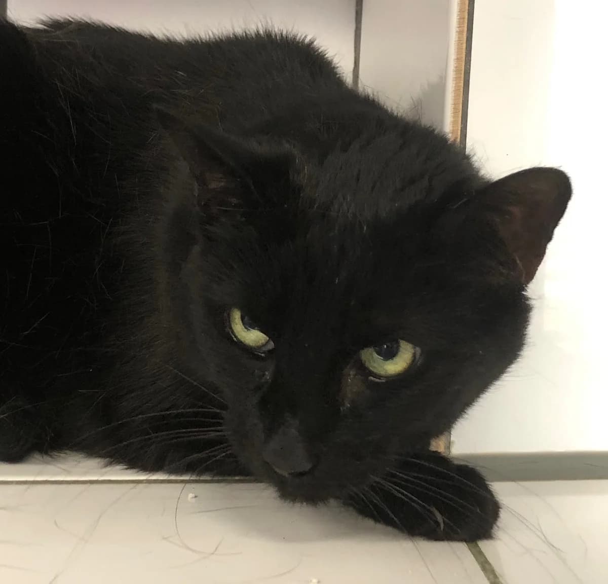 Marcella,  Mixed Breed for adoption at Tierheim Soest, Soest