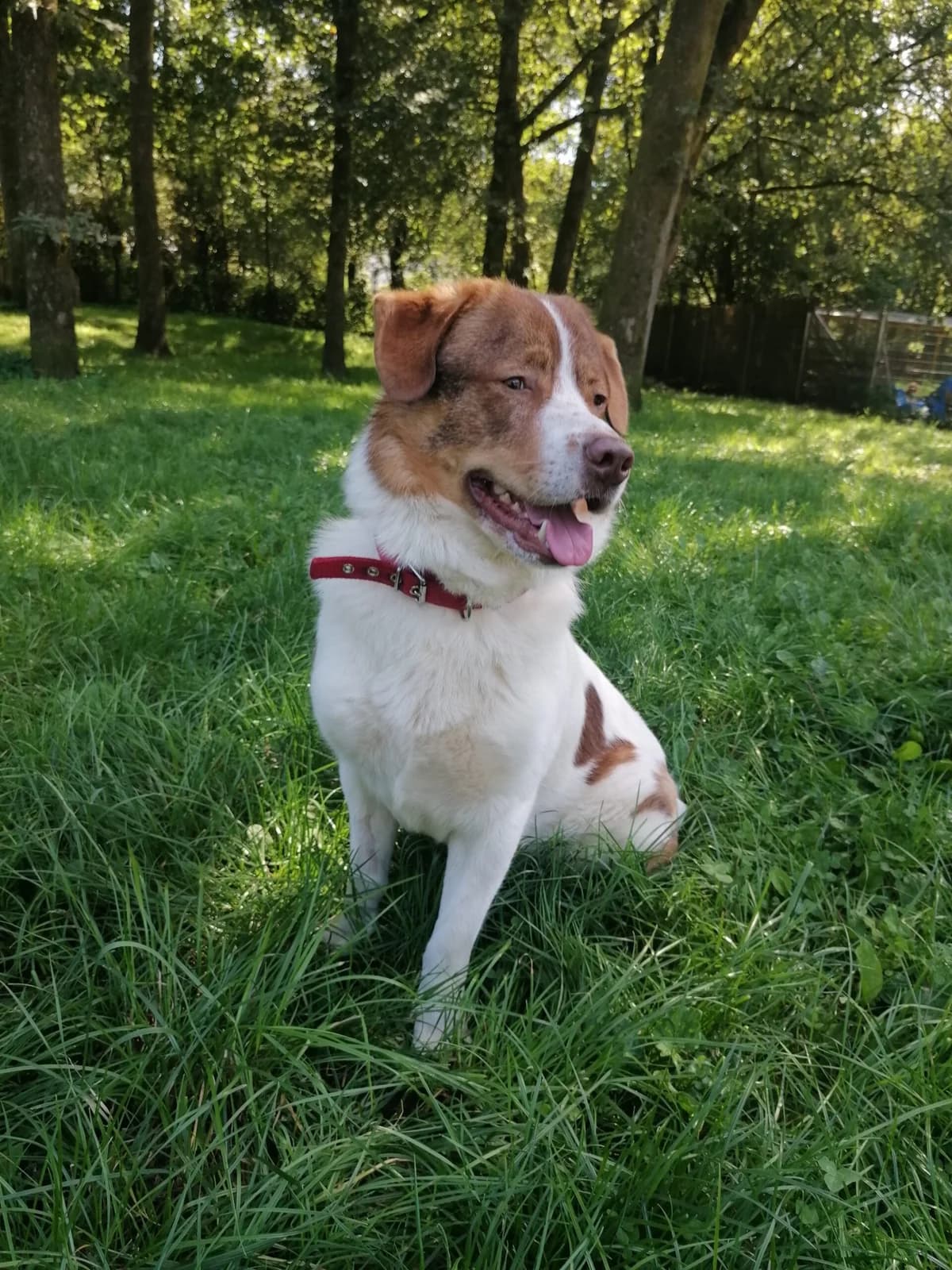 Thibaut,  Mixed Breed for adoption at Tierheim Solingen, Solingen