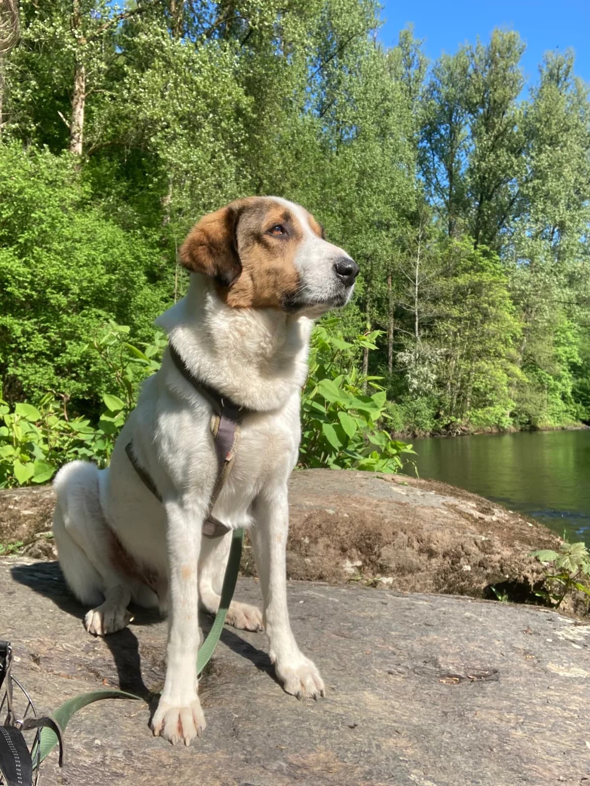 Jack,  mixed breed for adoption at Tierheim Solingen, Solingen