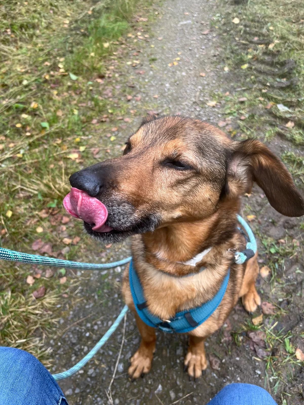 Curti,  young Mixed Breed for adoption at Tierheim Solingen, Solingen