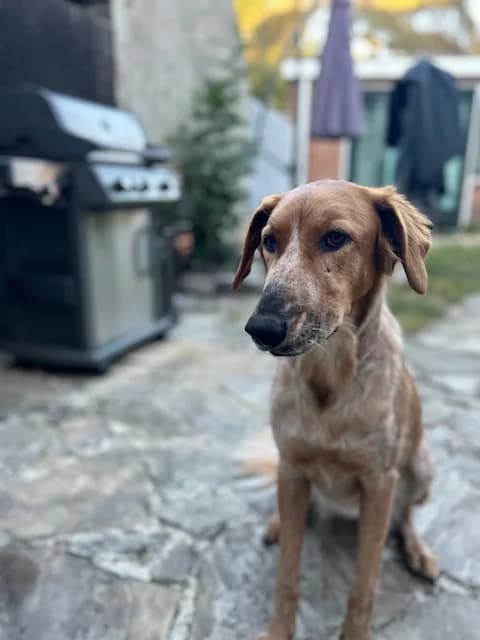 NOTFALL: Ginger, Mixed Breed for adoption at Tierheim Solingen, Solingen