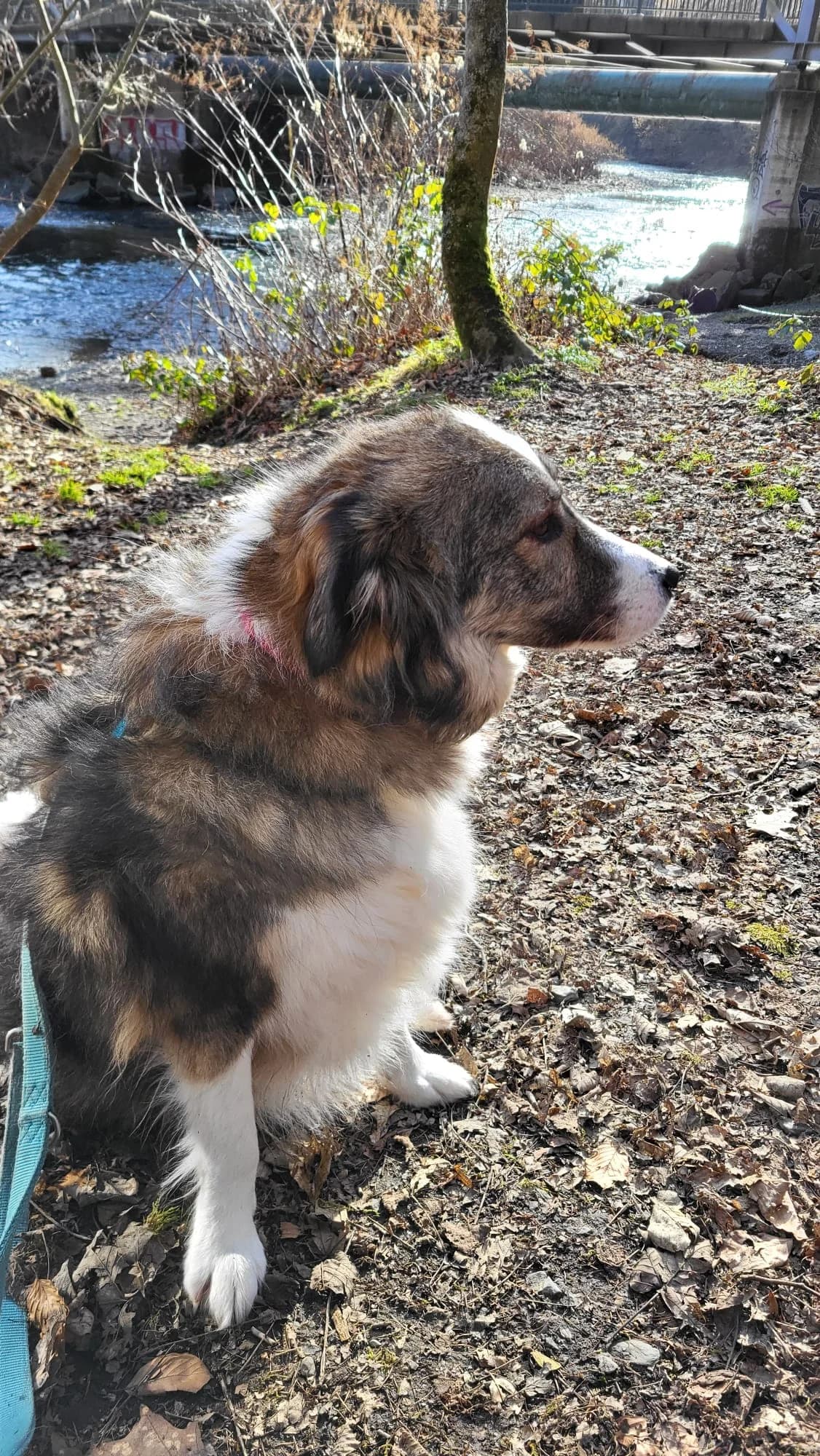 Aori,  mixed breed for adoption at Tierheim Solingen, Solingen