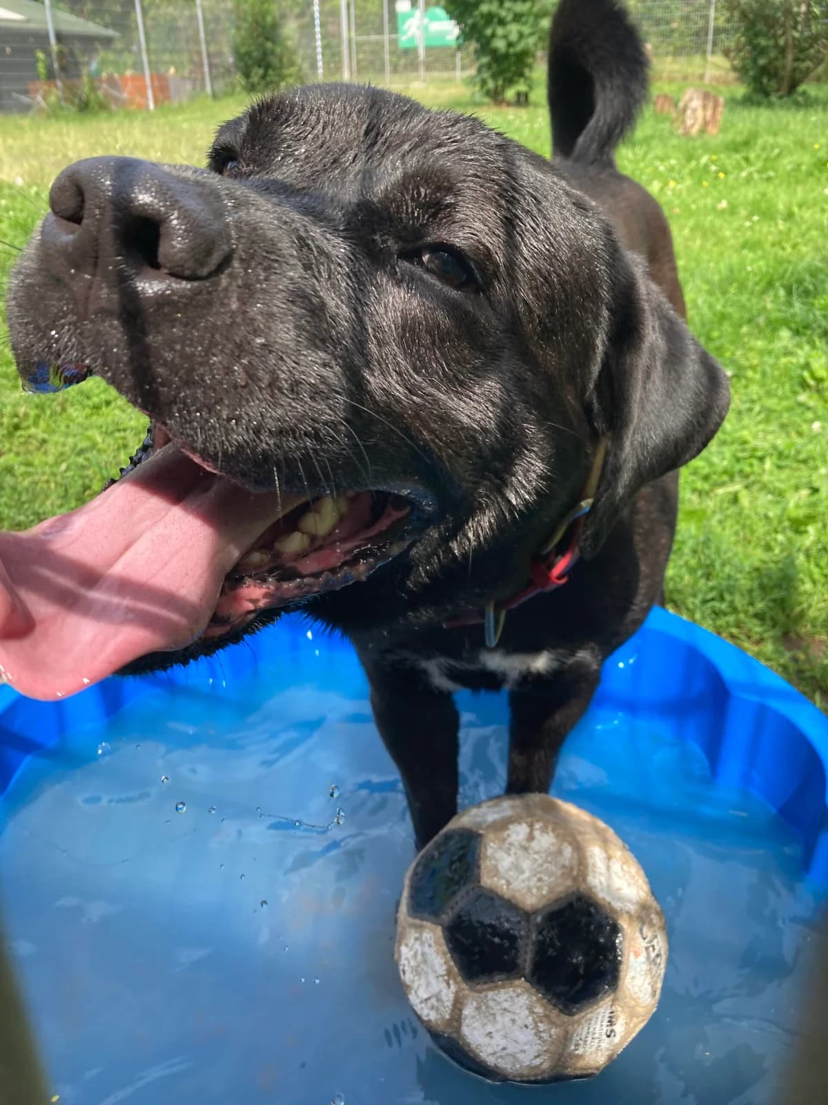 Bobbie,  Mixed Breed for adoption at Tierheim Solingen, Solingen