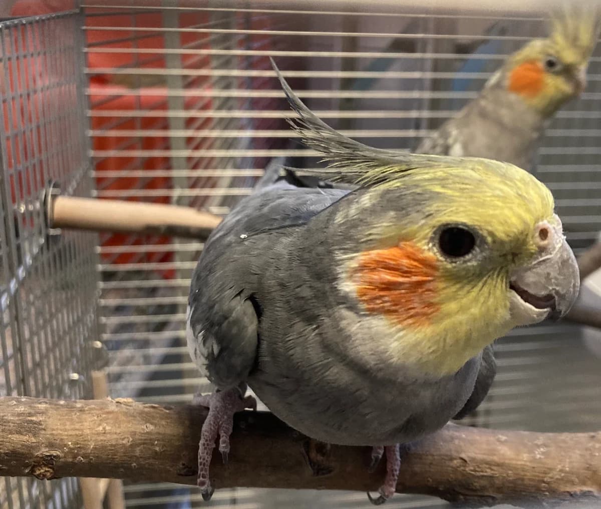 Nymphensittiche,  Mixed Breed for adoption at Tierheim Solingen, Solingen