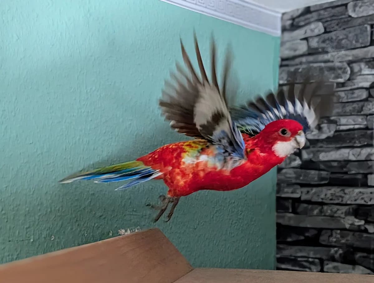 Prachtrosella Pärchen Luca (Weibchen) & Rico (männchen),  Mixed Breed for adoption at Tierheim Solingen, Solingen