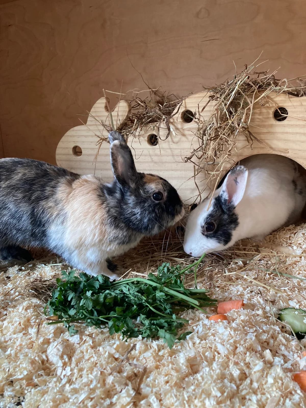 Isis & Horus,  Mixed Breed for adoption at Tierheim Solingen, Solingen