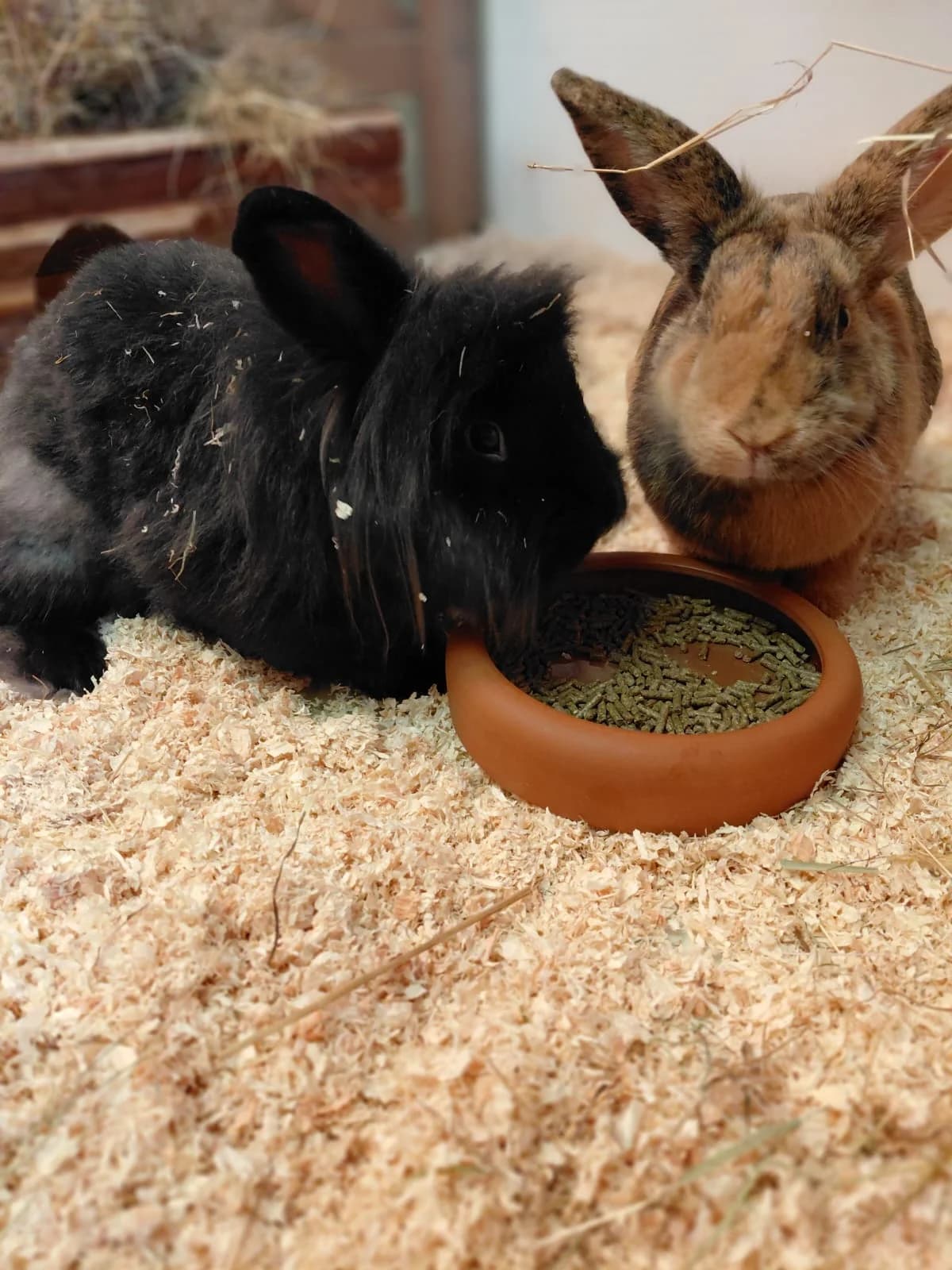 Mümmel & Nutella, young Mixed Breed for adoption at Tierheim Solingen, Solingen