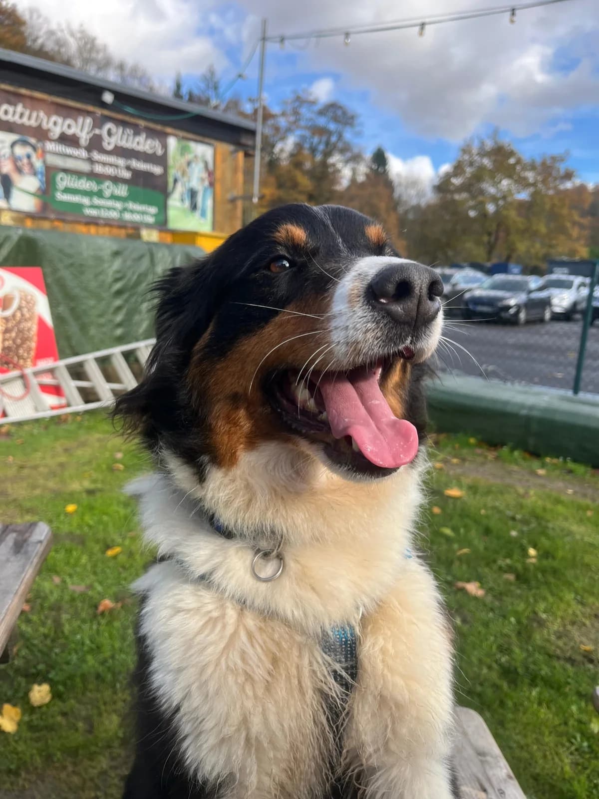 Luna, young Mixed Breed for adoption at Tierheim Solingen, Solingen