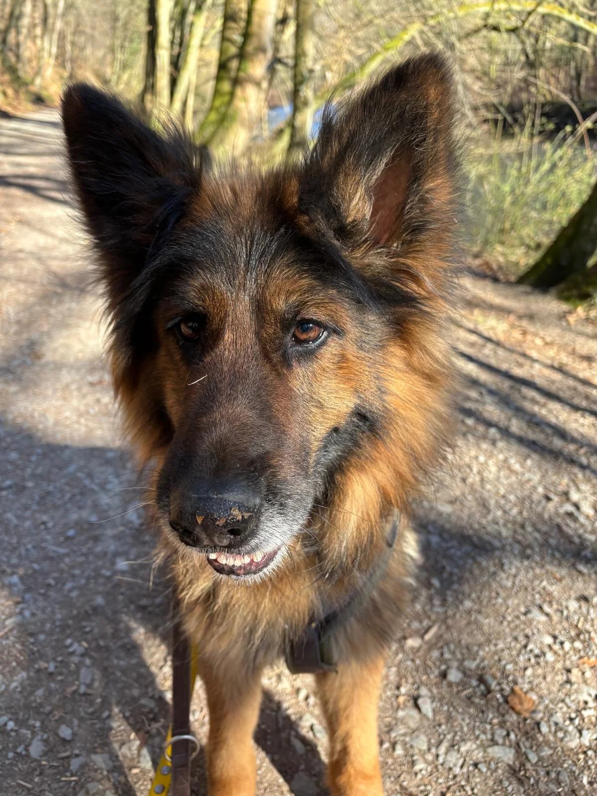 Bonnie,  mixed breed for adoption at Tierheim Solingen, Solingen