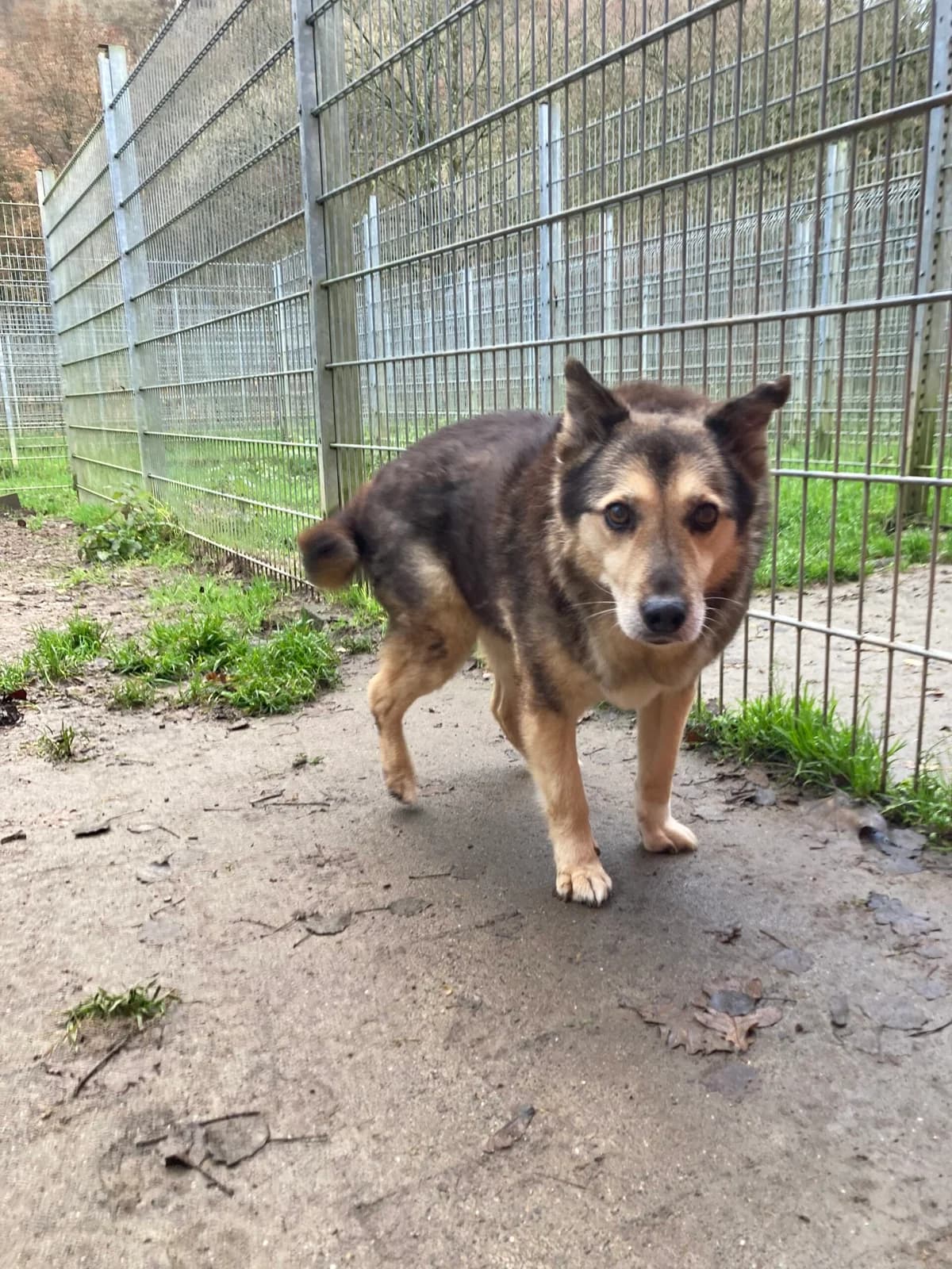 Bär 🐻,  senior German Shepherd for adoption at Tierheim Solingen, Solingen