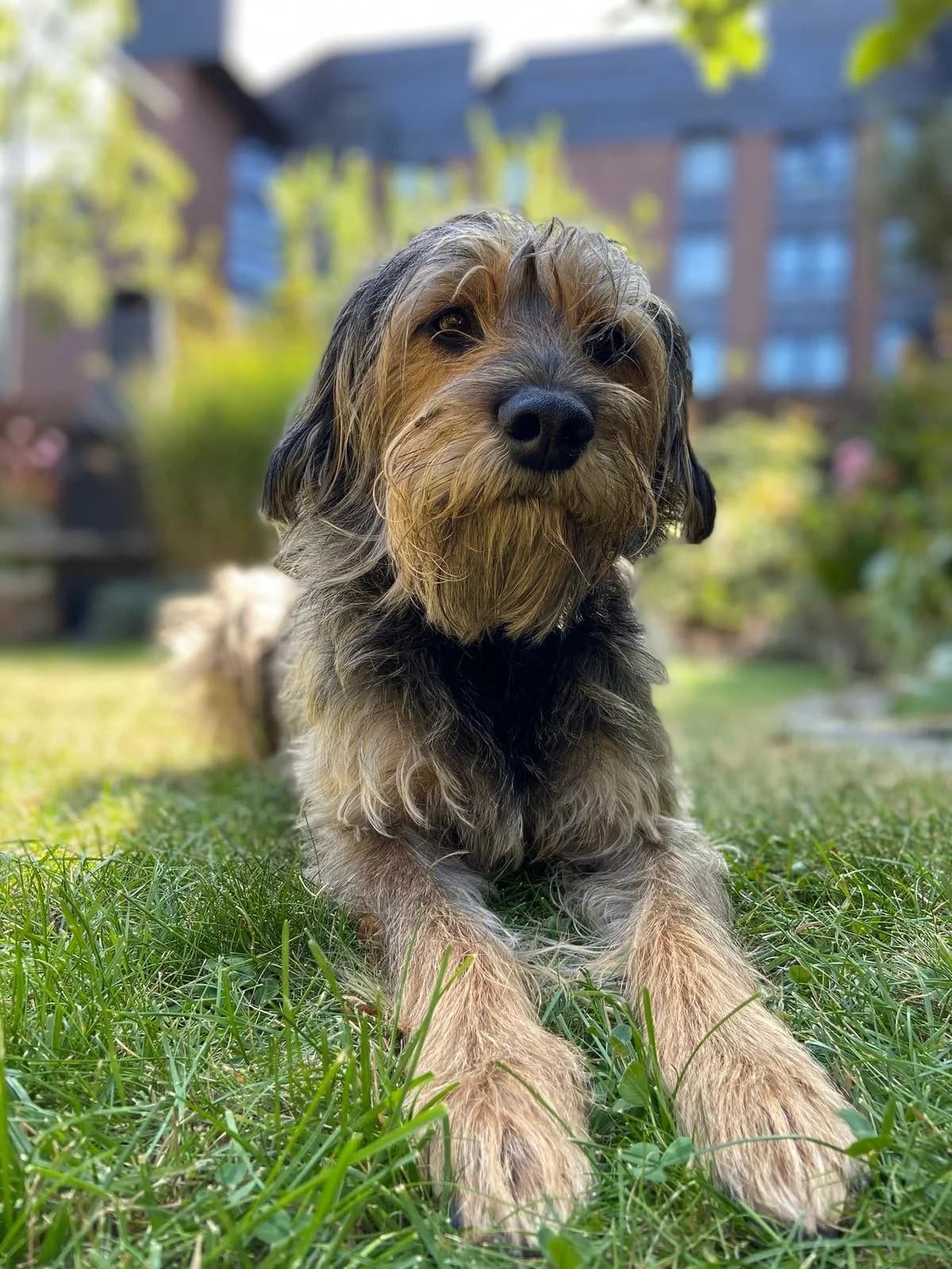Titus,  Mixed Breed for adoption at Tierheim Solingen, Solingen