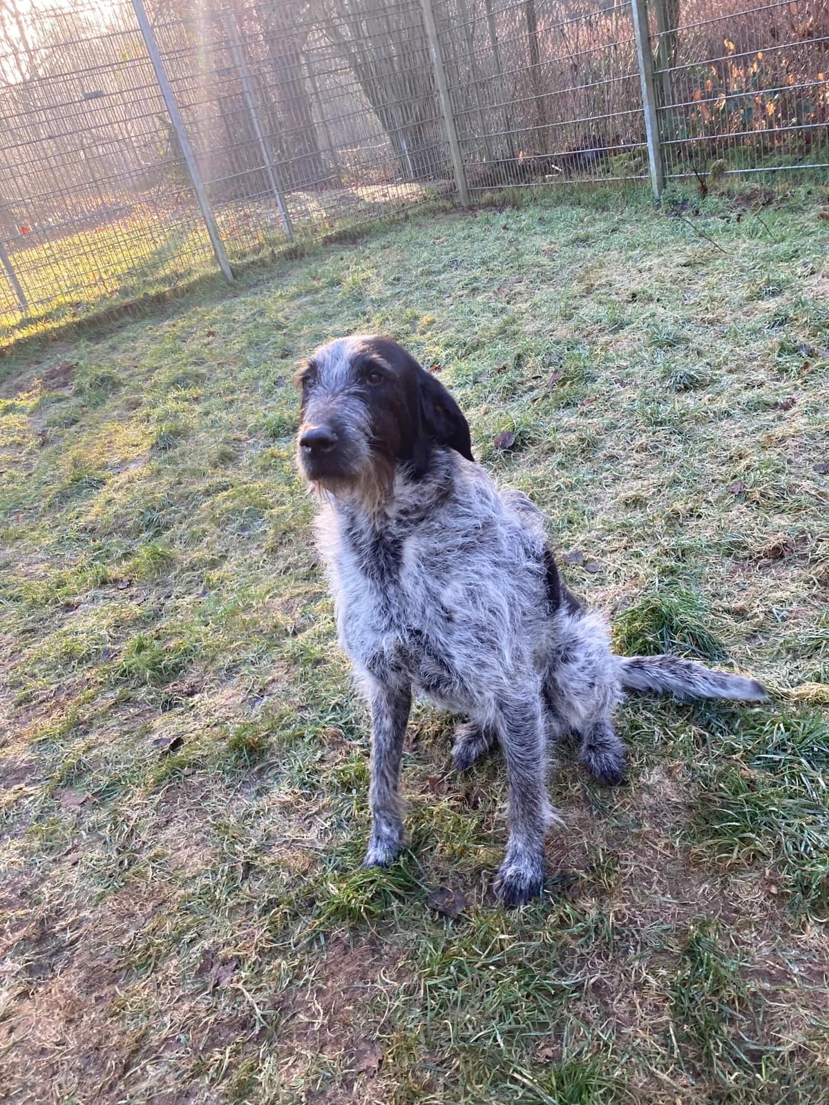 Kira (hat Interessenten),  mixed breed for adoption at Tierheim Solingen, Solingen
