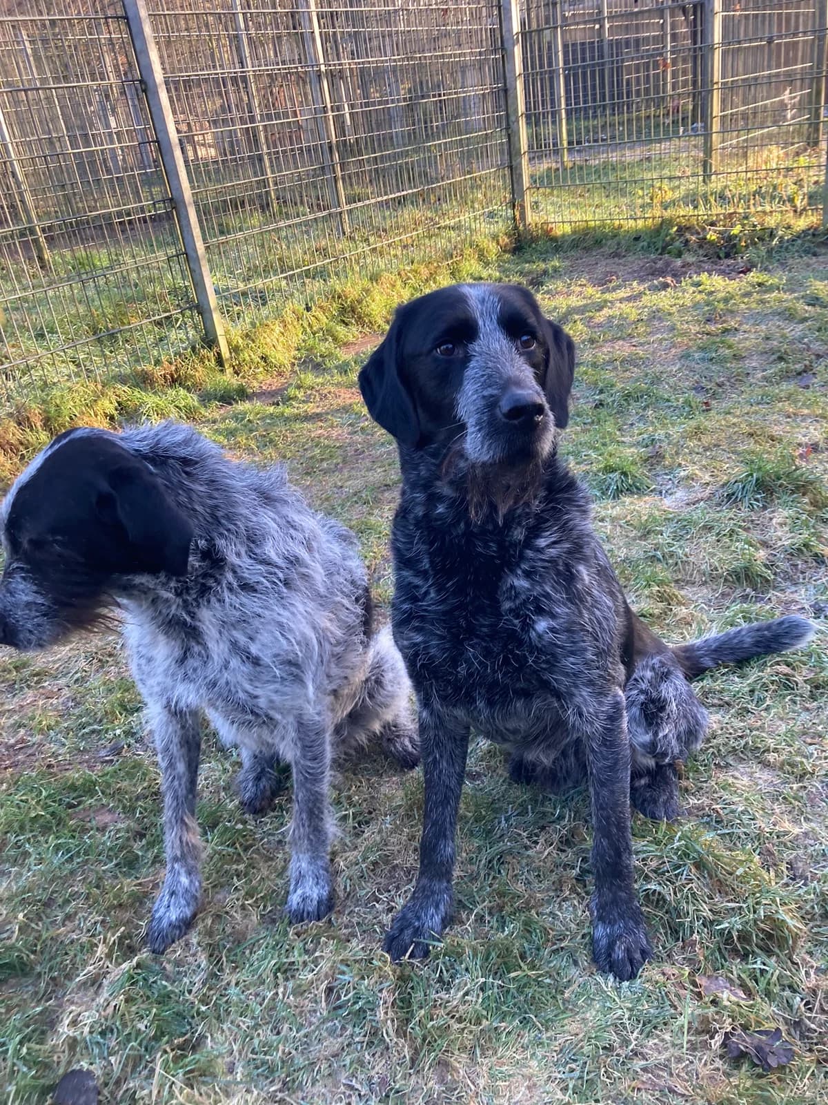 Ronny,  mixed breed for adoption at Tierheim Solingen, Solingen