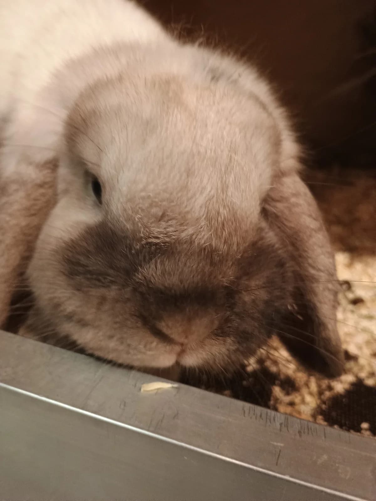 Moryn & Mae,  Mixed Breed for adoption at Tierheim Solingen, Solingen