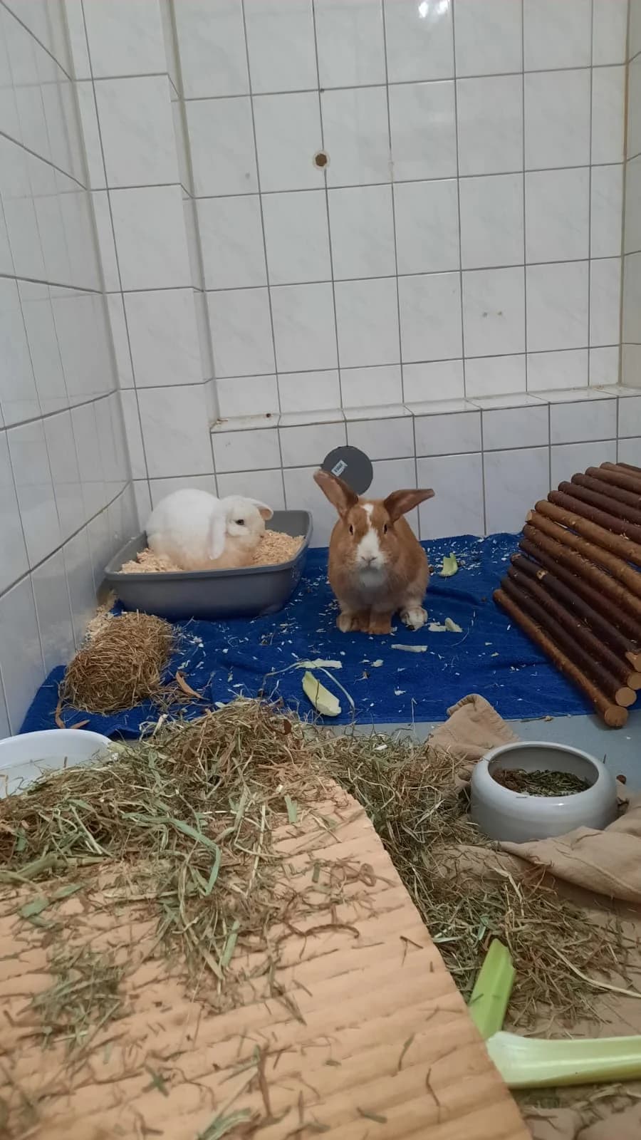 Zora & Snowy, Mixed Breed for adoption at Tierheim Solingen, Solingen