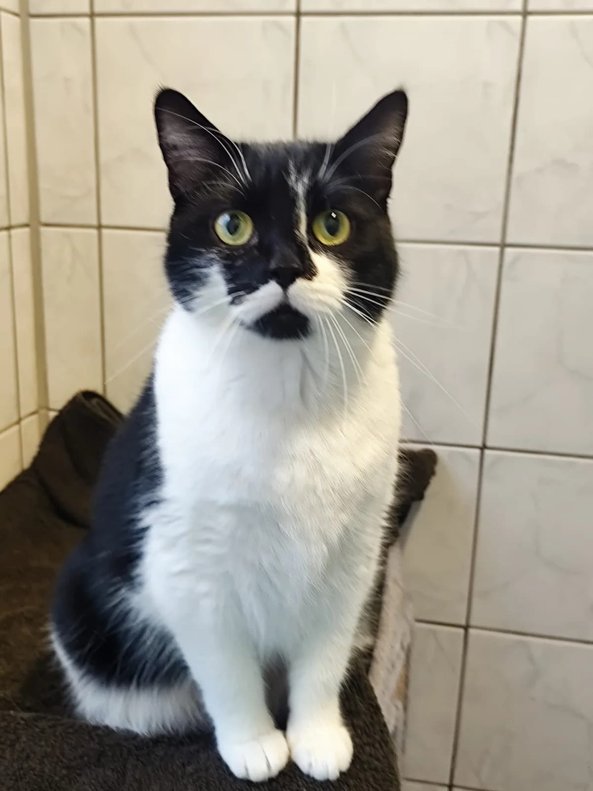 Luna,  Mixed Breed for adoption at Tierheim Solingen, Solingen