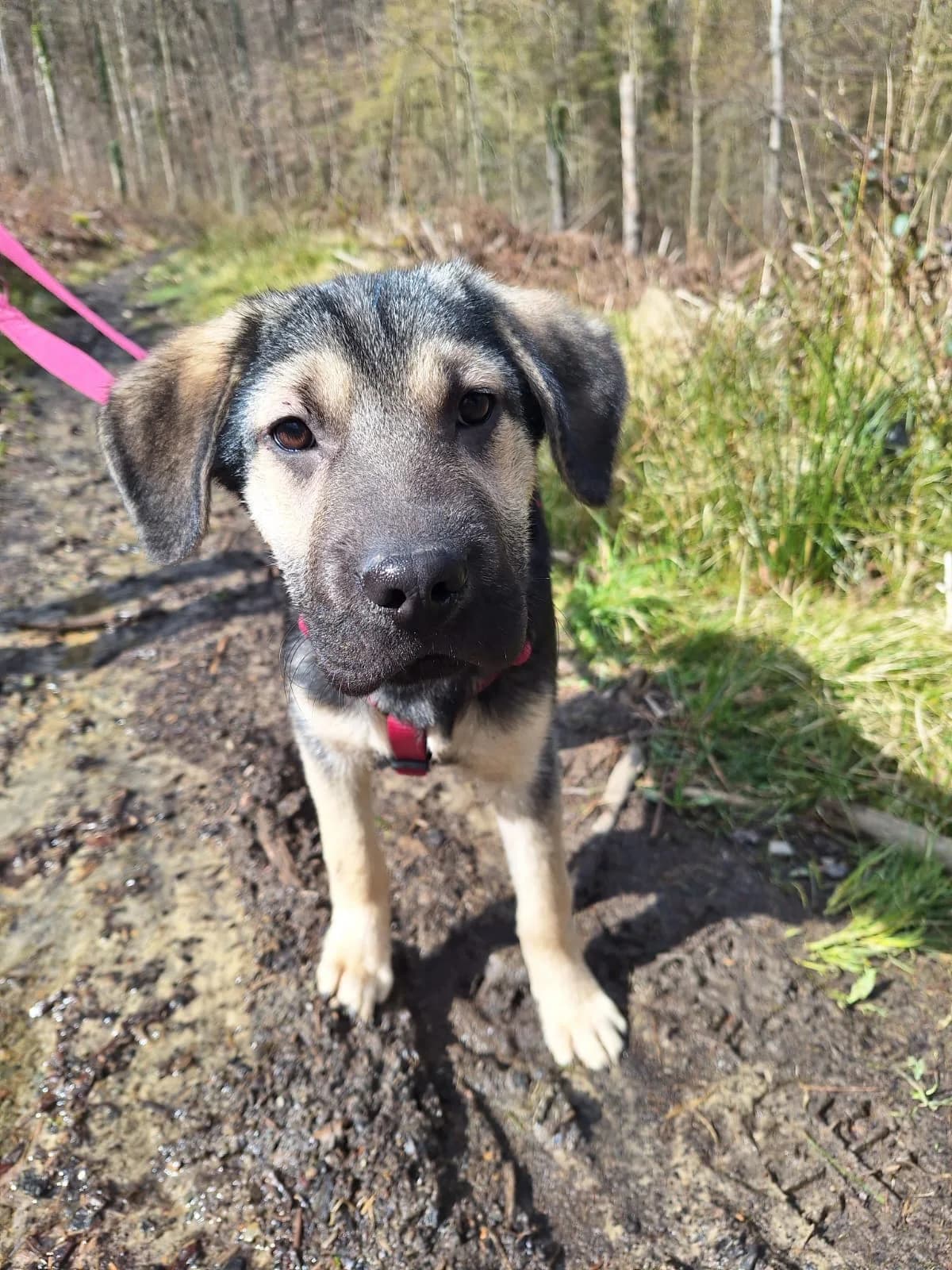 Funky (hat Interessenten),  Mixed Breed for adoption at Tierheim Solingen, Solingen