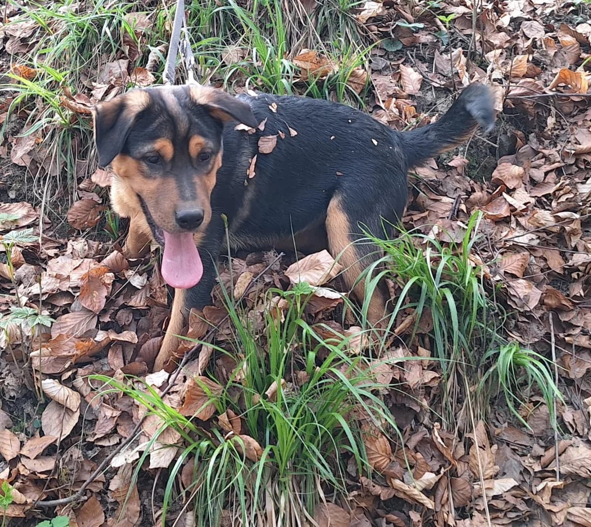 Clara (hat Interessenten),  young Mixed Breed for adoption at Tierheim Solingen, Solingen