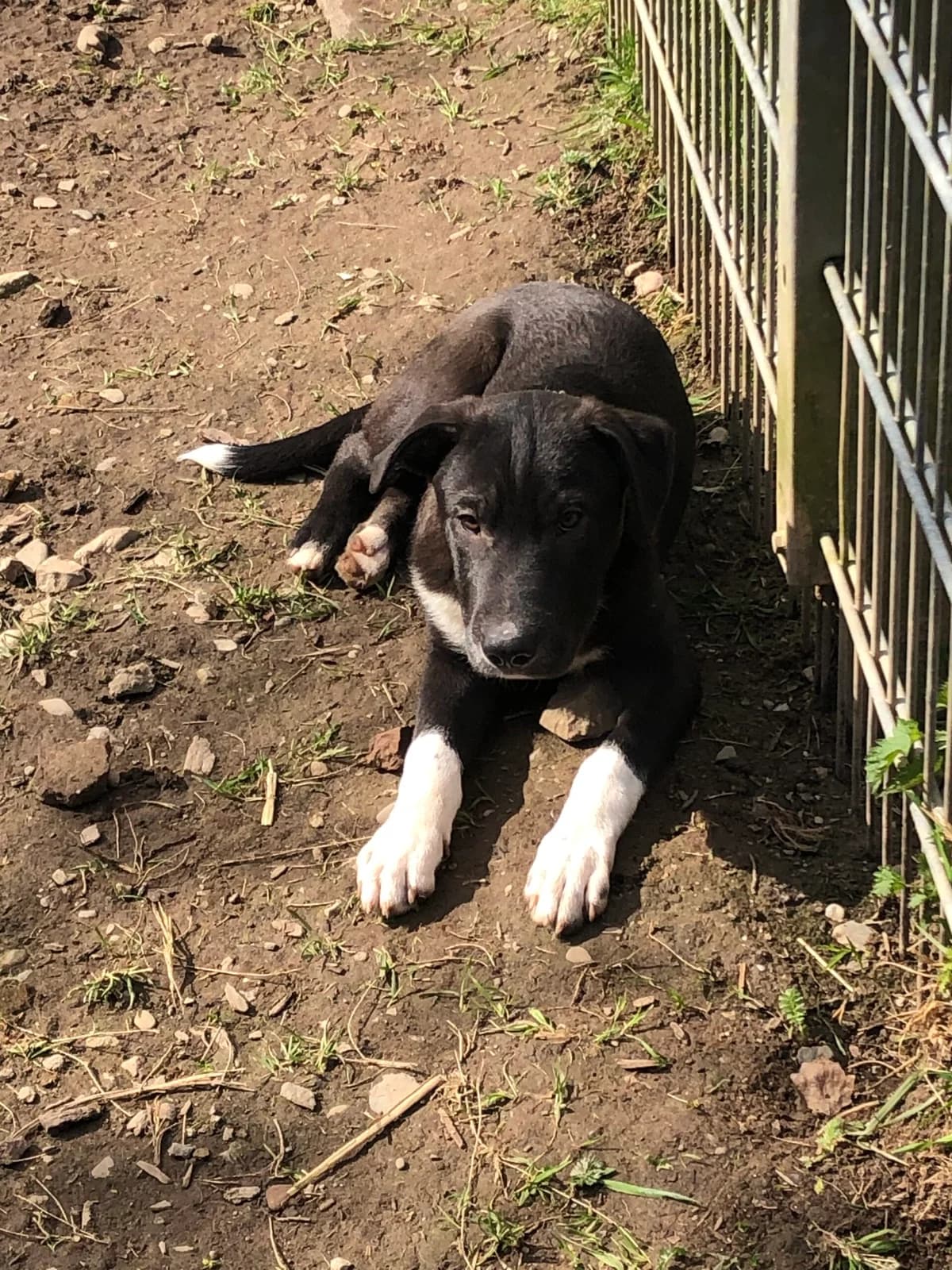 Bonsai (hat Interessenten),  Mixed Breed for adoption at Tierheim Solingen, Solingen