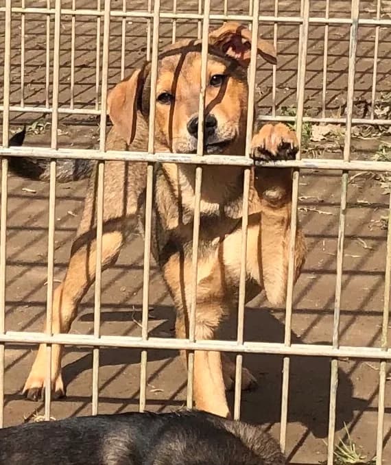 Albert (hat Interessenten),  Mixed Breed for adoption at Tierheim Solingen, Solingen
