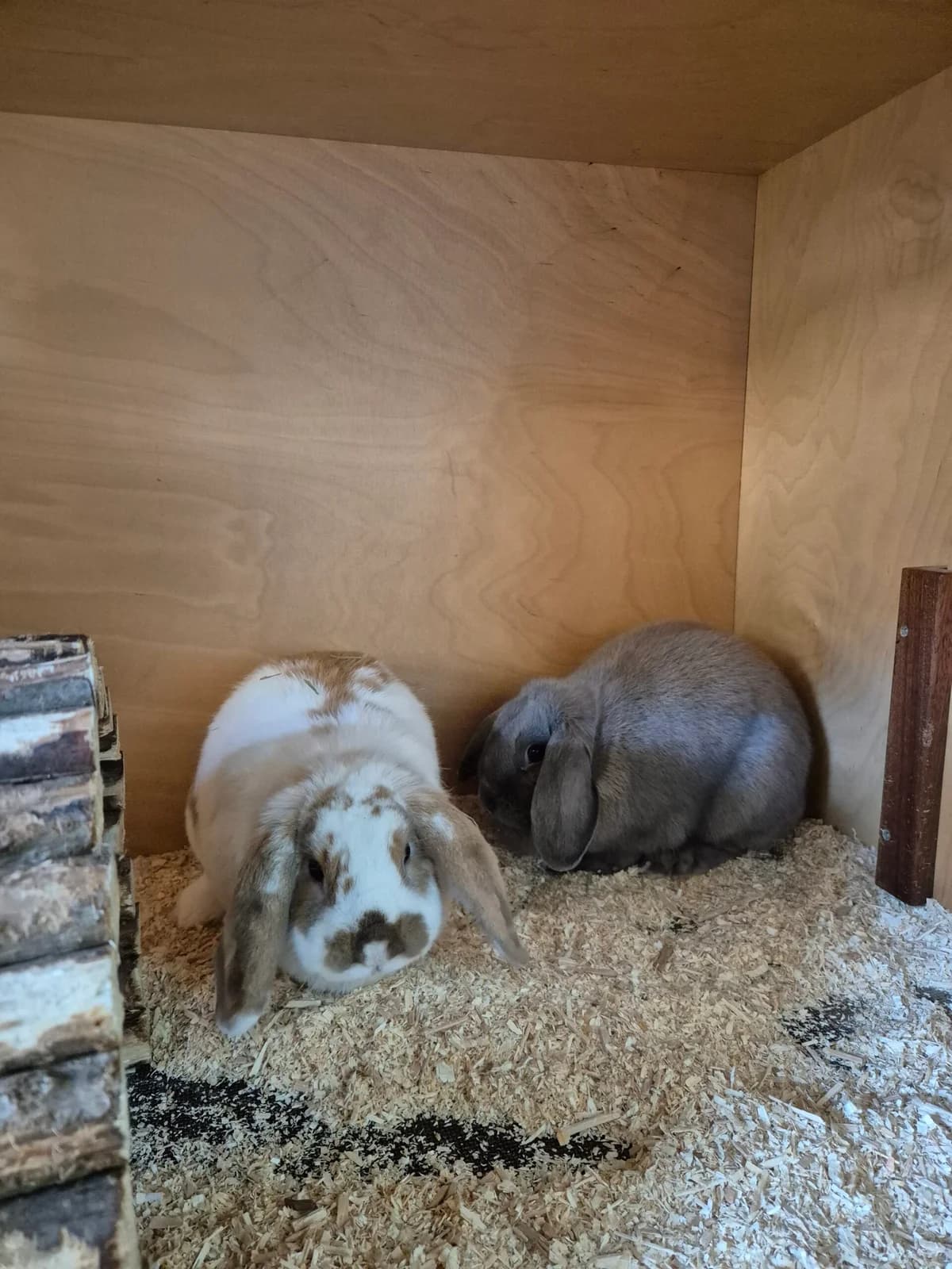Lili & Carlos, young Mixed Breed for adoption at Tierheim Solingen, Solingen