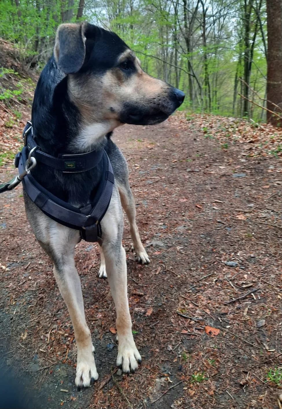 Pudding (hat Interessenten),  Mixed Breed for adoption at Tierheim Solingen, Solingen