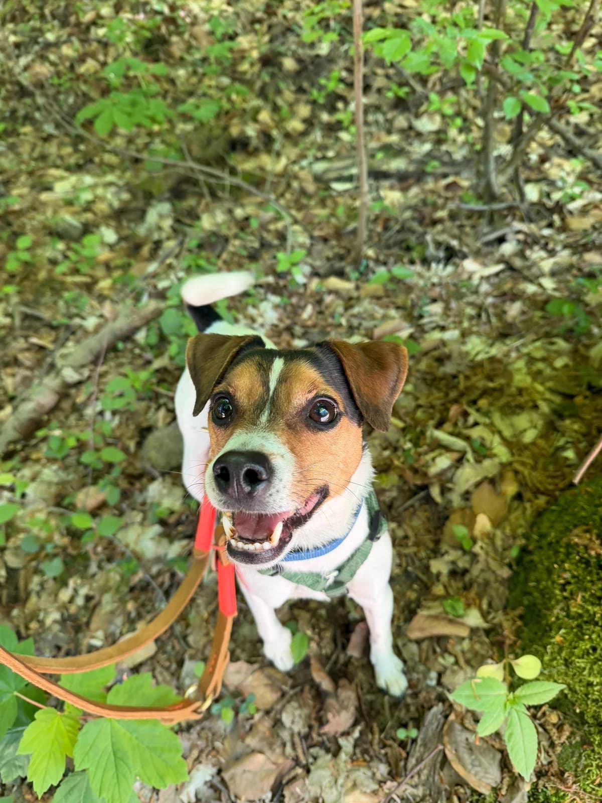 Moritz (hat Interessenten),  6yo Mixed Breed for adoption at Tierheim Solingen, Solingen