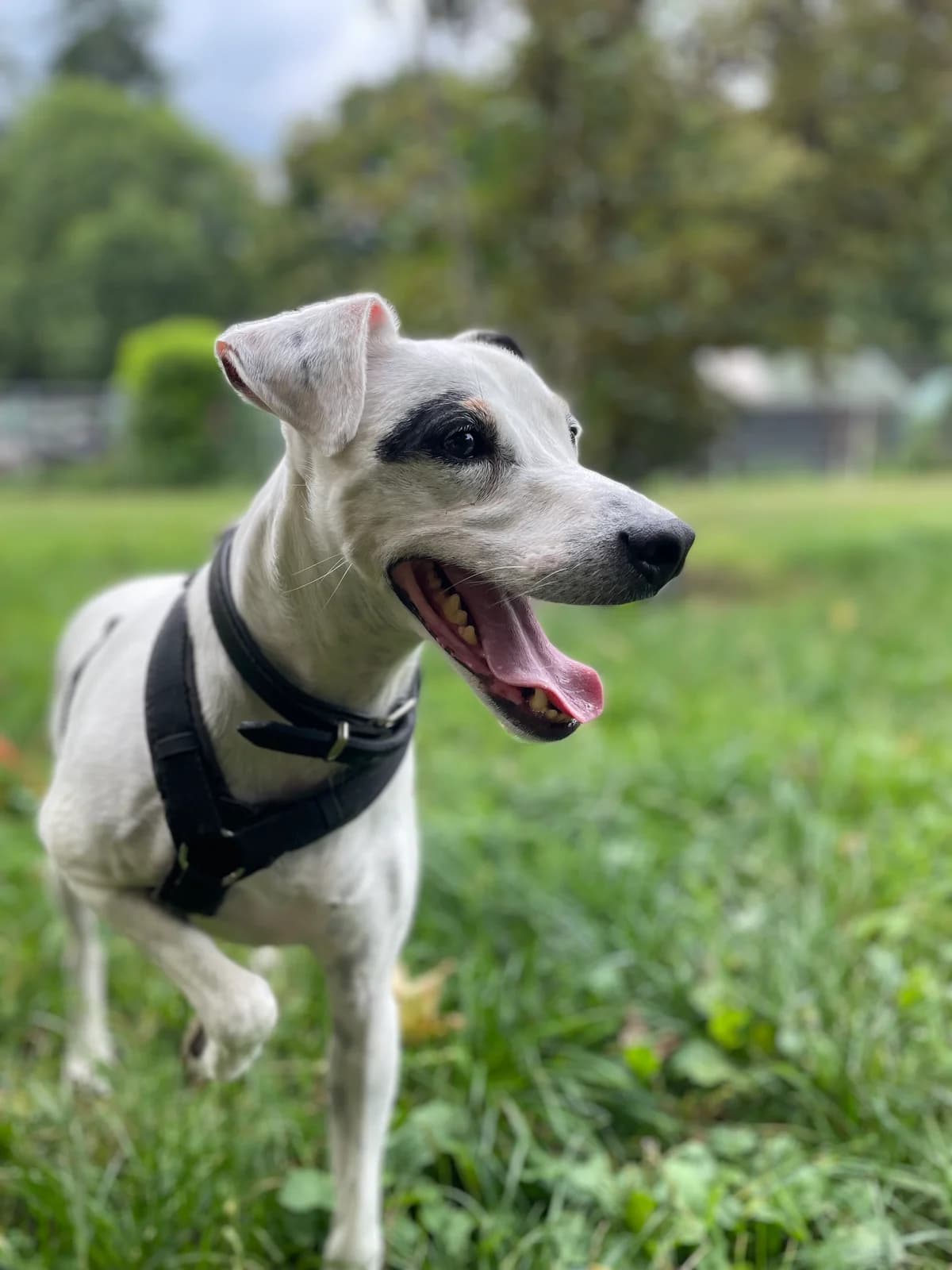 Fido, male 6yo Mixed Breed for adoption at Tierheim Solingen, Solingen