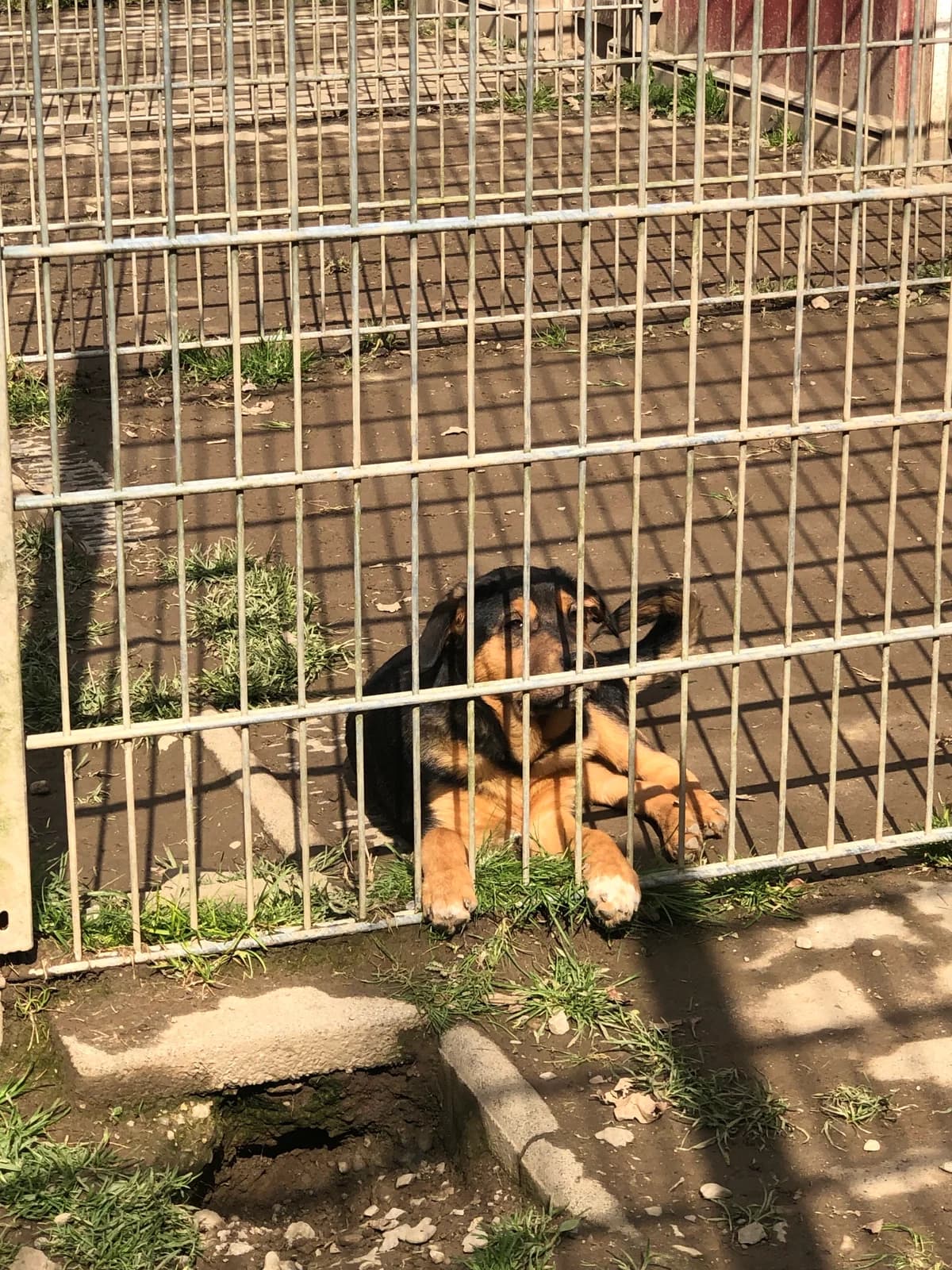 Clara (hat Interessenten),  young Mixed Breed for adoption at Tierheim Solingen, Solingen
