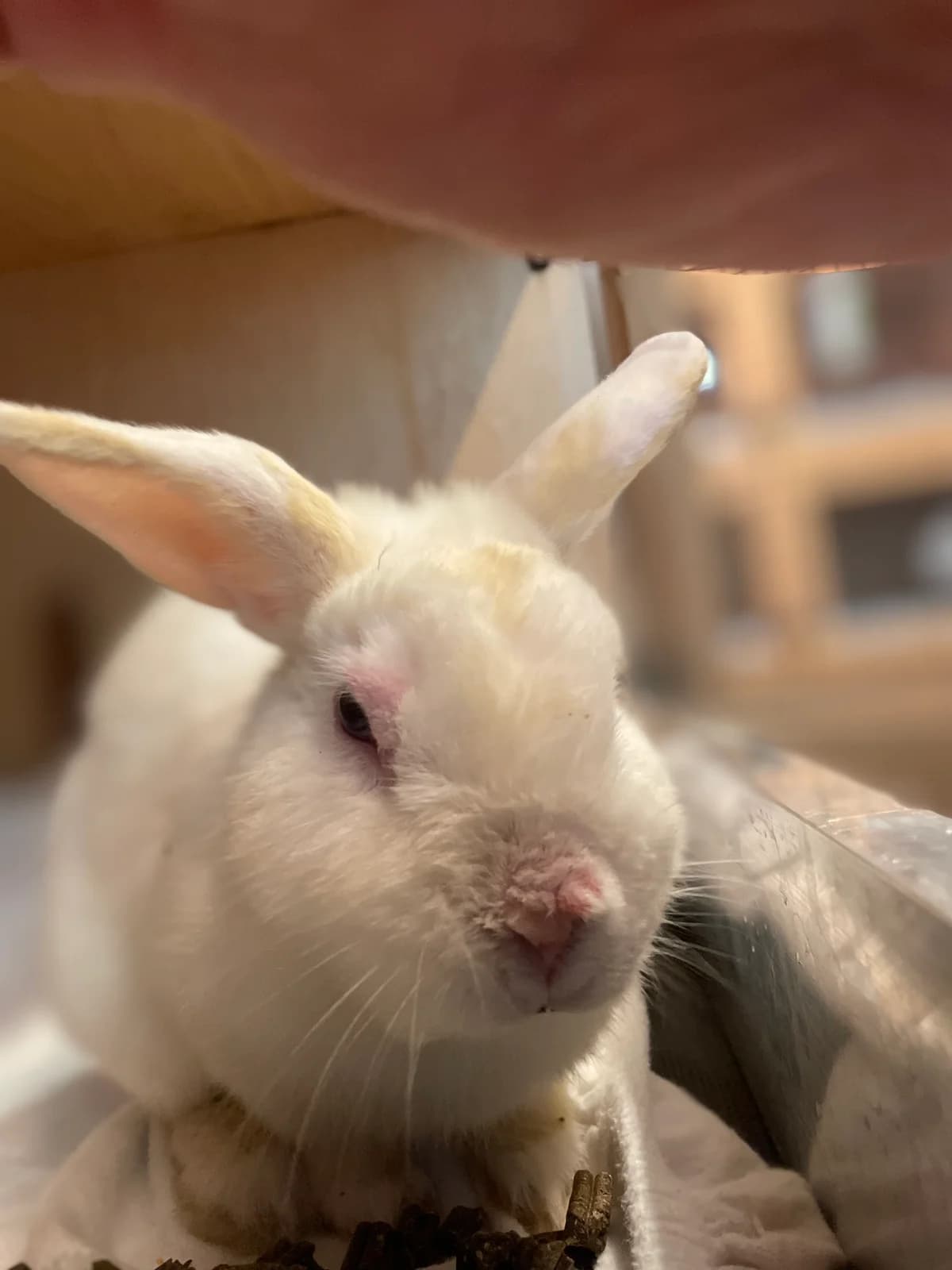 Flocke, male Mixed Breed for adoption at Tierheim Solingen, Solingen