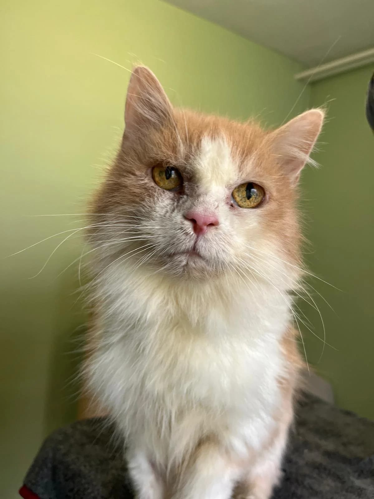 Fluse, female Persian for adoption at Tierheim Solingen, Solingen