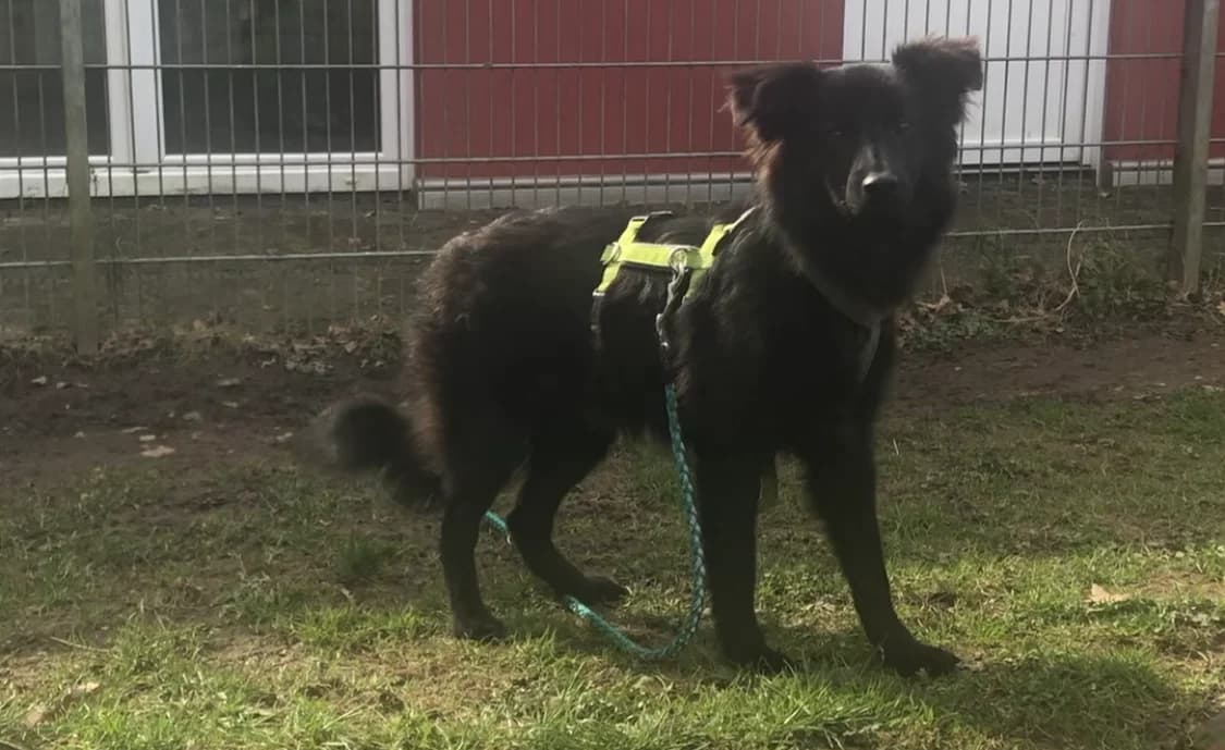 Inima (hat Interessenten),  puppy German Shepherd for adoption at Tierheim Solingen, Solingen