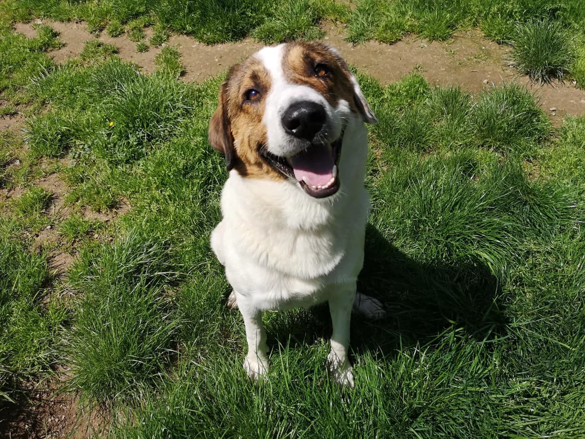 Jack, male 7yo German Shepherd for adoption at Tierheim Solingen, Solingen