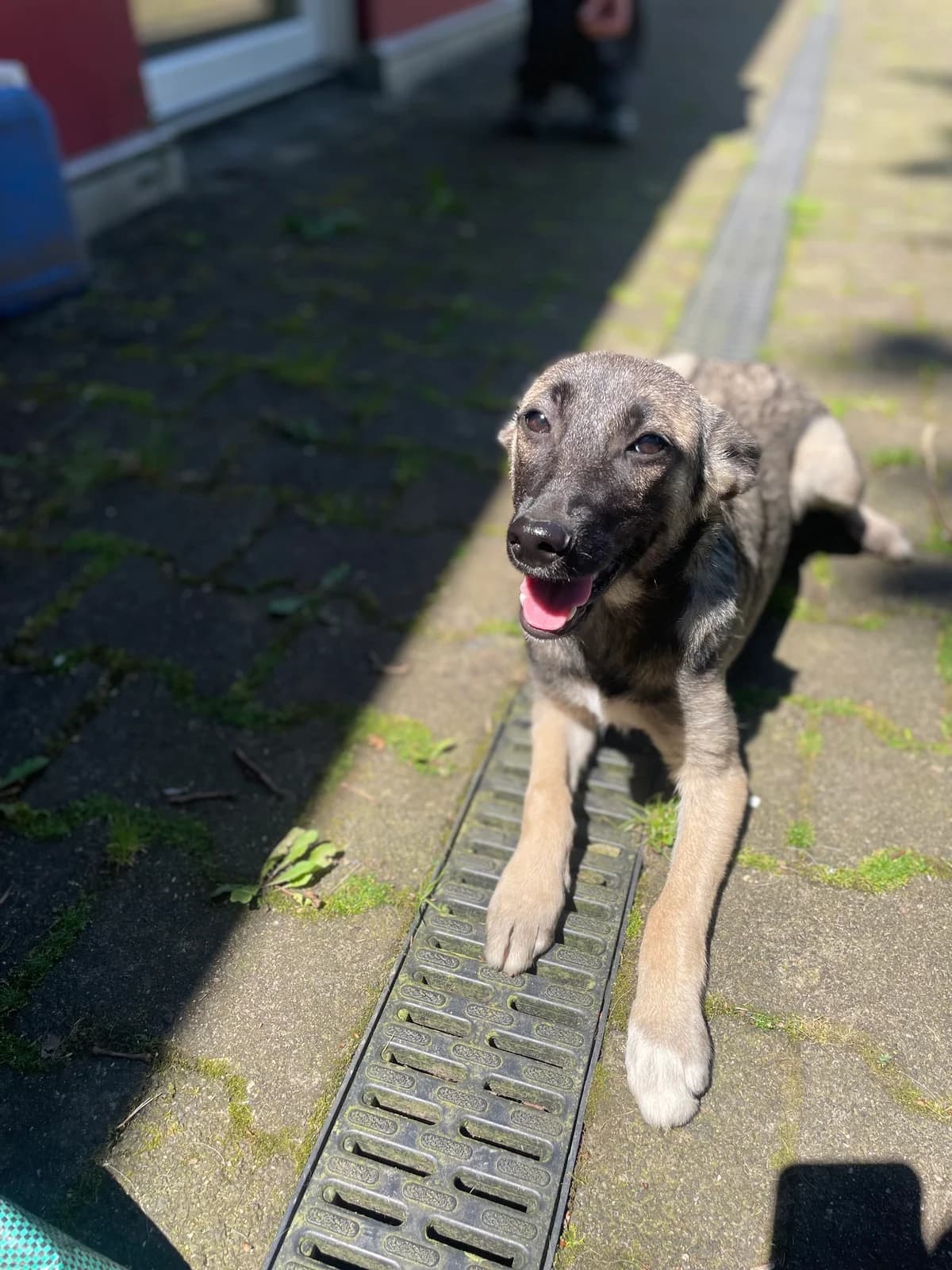Maggie, female puppy Mixed Breed for adoption at Tierheim Solingen, Solingen