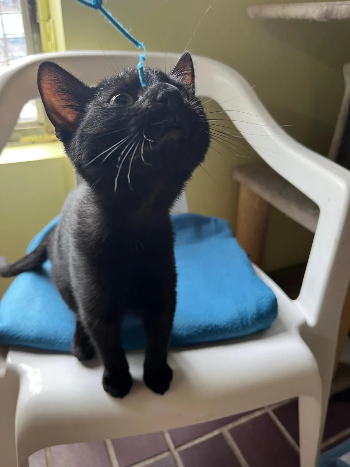Mavi &, male European Shorthair for adoption at Tierheim Solingen, Solingen