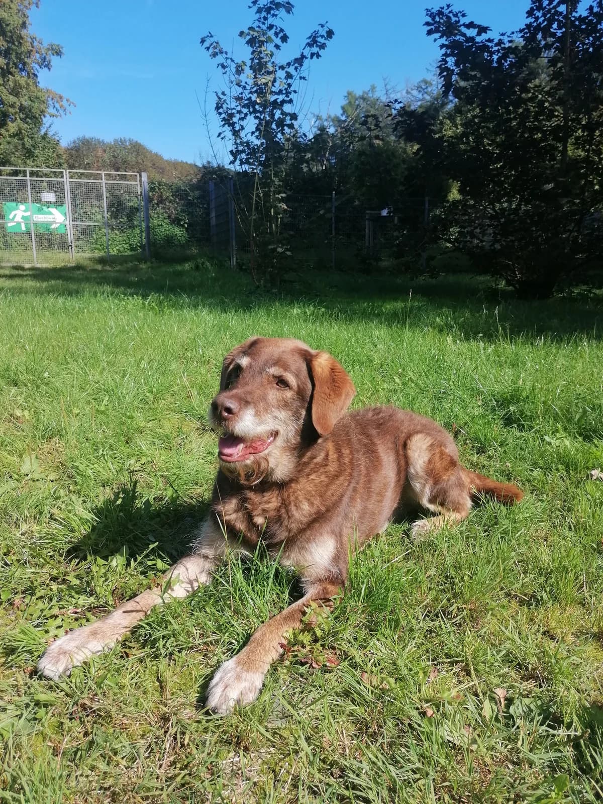 Max, male senior mixed breed for adoption at Tierheim Solingen, Solingen