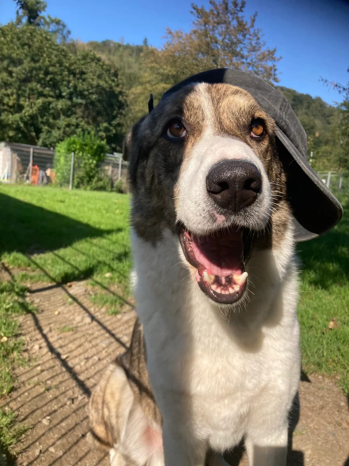 Picasso, male 5yo mixed breed for adoption at Tierheim Solingen, Solingen