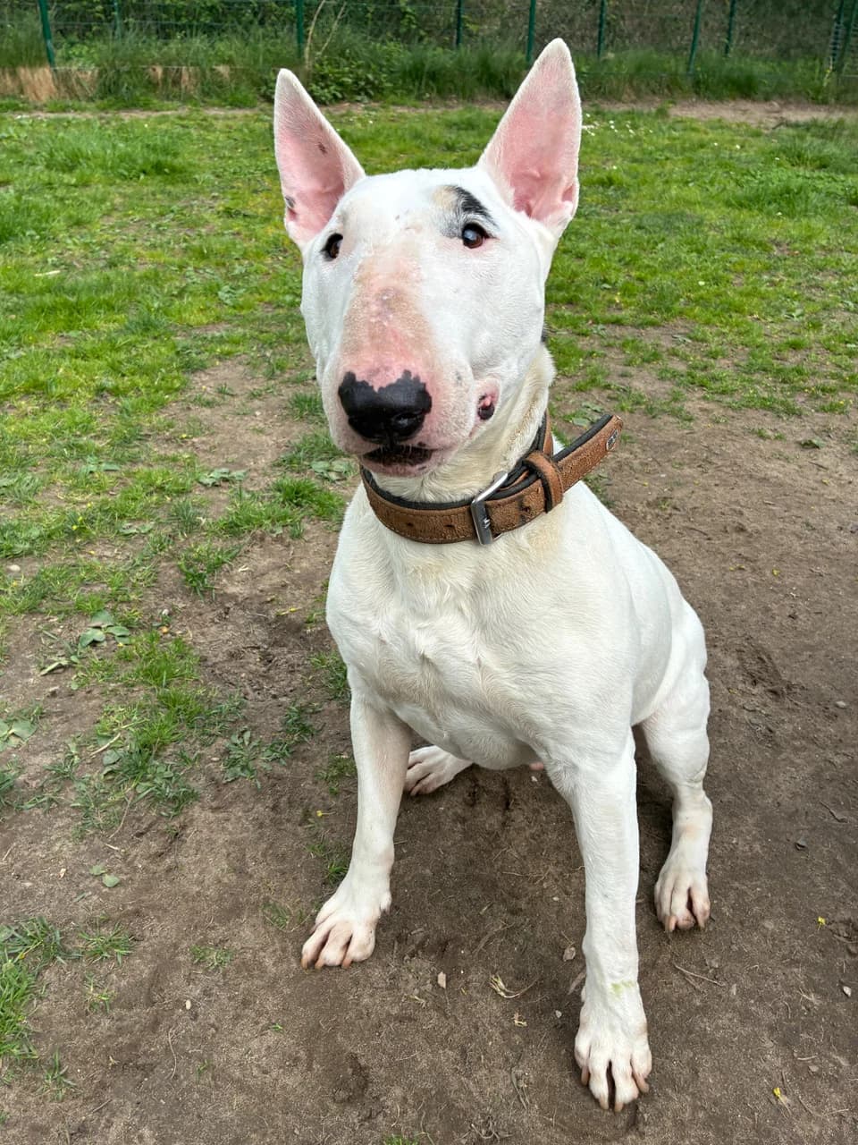 Rocky, male Bull Terrier for adoption at Tierheim Solingen, Solingen