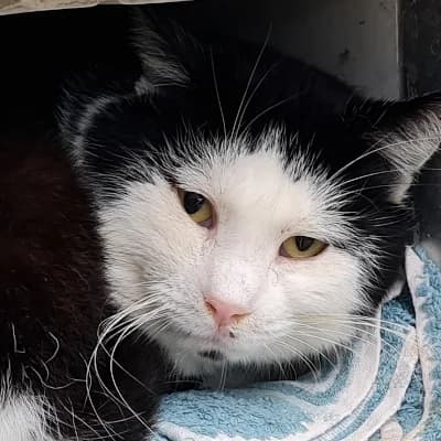 Vergil (Hofkatze), male 6yo Mixed Breed for adoption at Tierheim Speyer, Speyer
